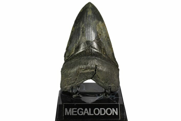 Fossil Megalodon Tooth - South Carolina #149150